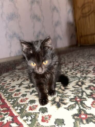 Кошки: Черный британский короткошерстный котёнок домашний - Окрас: полностью — 5