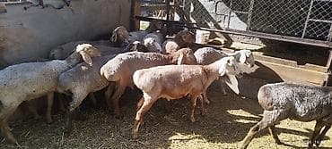 продажа собак в бишкеке: Продаю | Овца (самка) | На забой — 3