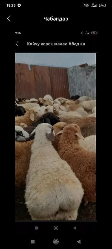 Койчу керек