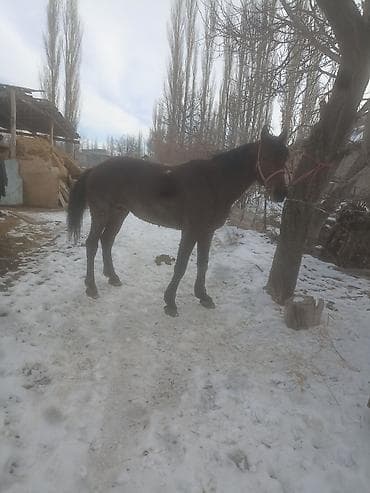 Башка жаныбарлар: Сатам | Байтал | Жумушка — 4