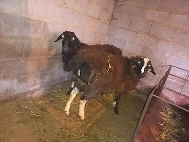 утки индоутки: Продаю | Баран (самец) | На забой, Для разведения — 3