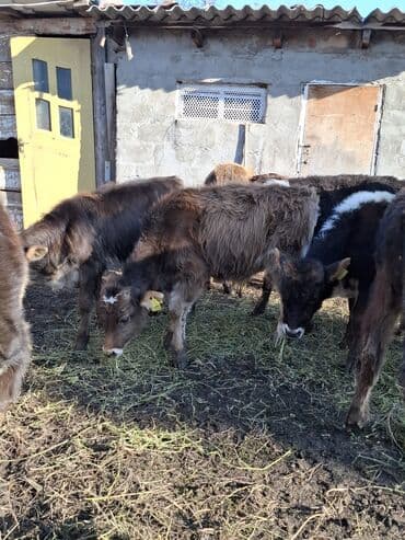 сколько стоит порода собаки доберман: Продаю | Музоо, торпок | На откорм — 4