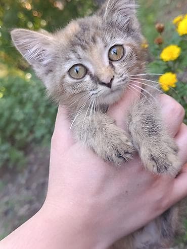 кошка пушистая: Девочка, Приучена к лотку — 3