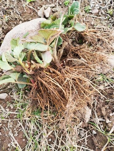 семена помидоры: Продается рассада клубники двух сортов. Виктория и Черный принц — 1