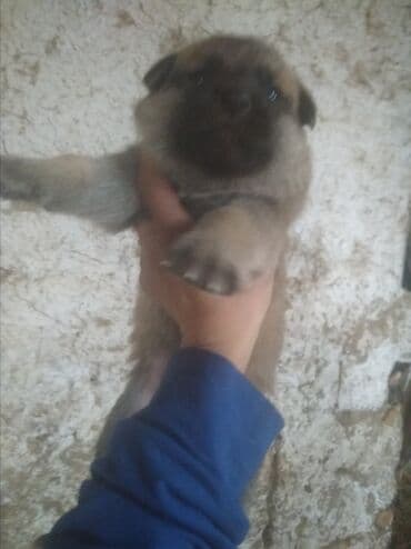 большие собаки: Бельгийская овчарка, 1 месяц, Самец, С прививкой — 7