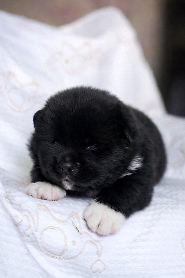 акито ино: 1 месяц, Самка, С родословной, С прививкой — 2