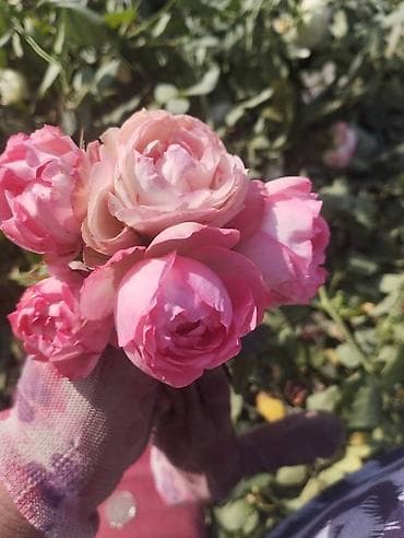 яблоки груши и сливы: Плодовые саженцы и розы для сада - Ассортимент: яблоня, груша, слива — 7