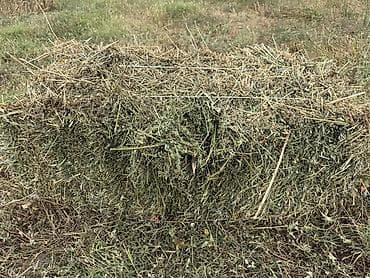 2 укос пригородный доставкой 250 Сено в тюках - Прямоугольные at lalafo.kg 2 укос пригородный доставкой 250 Сено в тюках - Прямоугольные