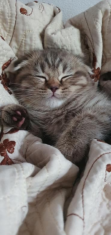 шотладский котенок: Скотиш Фолд (Шотландская вислоухая), 2 месяца, Девочка, Золотая шиншилла, Метис, Приучена к лотку, Проглистована — 4