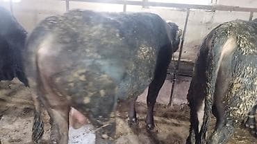 куры нешушки: Продаю | Бык (самец) | На откорм | Племенные — 4