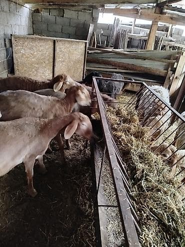 чон: Сатам | Ургаачы кой (ургаачы) | Аргын | Көбөйтүү үчүн | Асыл тукумдуу — 9