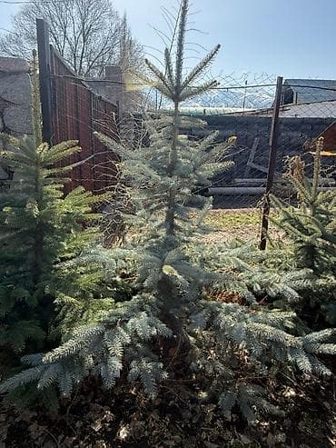 семена голубой ели купить: Ель колючая (Picea pungens), голубая форма — декоративные саженцы для — 4