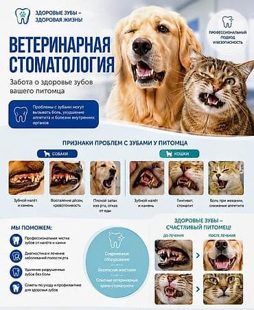 пони конь: Услуги ветеринарного врача - стоматолога. Терапия, Хирургия — 1