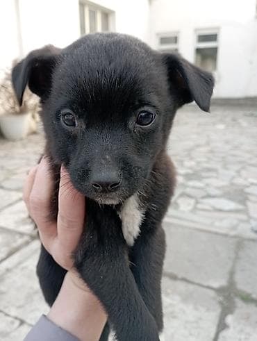 чихуа чихуа: Звоночки . 2.5 месяца. вырастут небольшого роста . бесплатно — 3