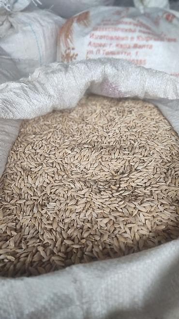 продам яблоки: Посевной овёс в мешках - Крупное, выровненное зерно в шелухе — 1