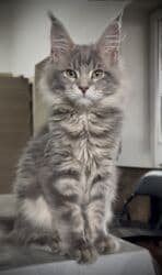 французкий бульдог цена: Породистый котёнок мейн‑кун. - Окрас: голубой мраморный на серебре — 1