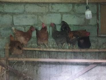 Продам с/х животных: Продаю | Куры | Домашняя | Для разведения — 1