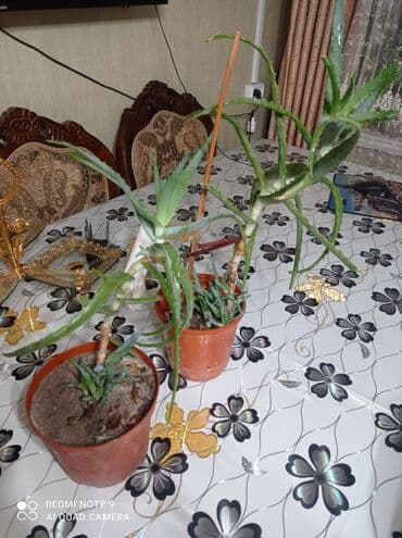 Продаю два алоэ по 150 сом. высота с горшком 50 см. цена за горшок 150