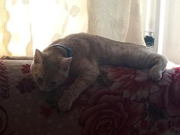 лежанка для кошки: Кошка даром: Беспородная, 6 месяцев, Девочка, Приучена к лотку — 7