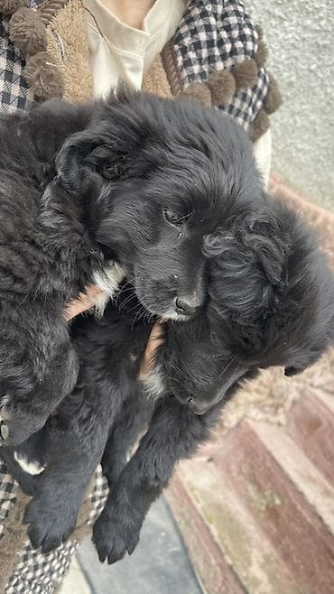 Услуги ветеринара: Щенки метисы, черные пушистые, с белыми отметинами на груди и лапках — 3