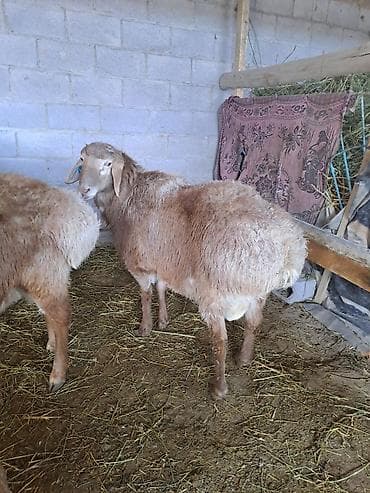 Продаю | Овца (самка) | Для разведения | Матка