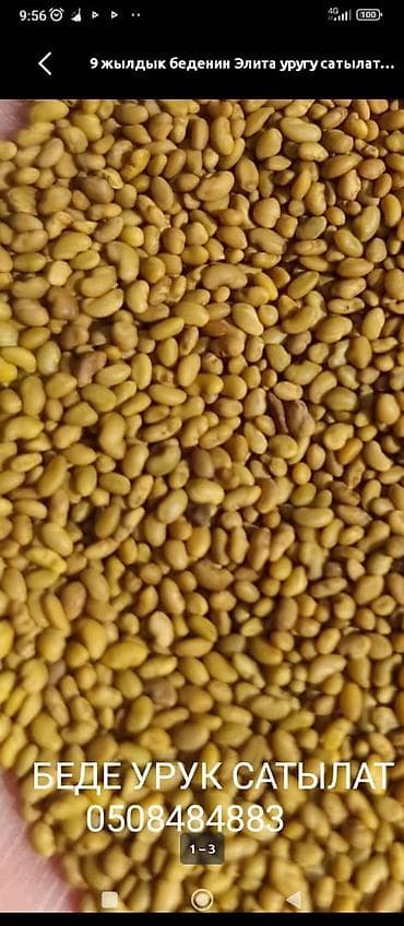 продаю тошок: БЕДЕ УРУК САТЫЛАТ! МЕСНЫЙ КАРА - БАЛТАныкы ОЗУБУЗДУН ЖЕРДИКИ — 4