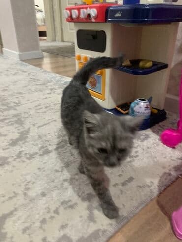 Собаки: 2 месяца, Девочка, Серый — 1