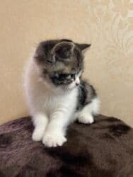 домик для кошек: Скотиш Страйт (Шотландская прямоухая), 2 месяца, Мальчик, Приучена к лотку, Проглистована, С документами — 8