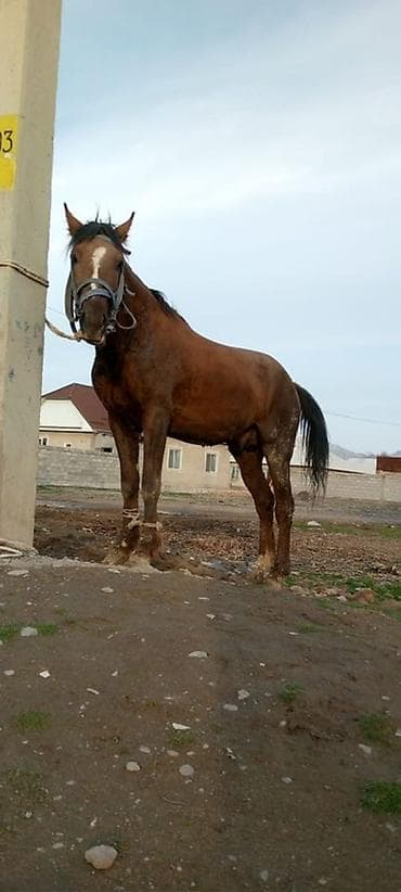 жылкы бе: Сатам | Байтал | Ат спорту — 3