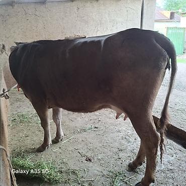 ит мышык: Сатам | Уй (ургаачы) | Швиц | Сүт алуу үчүн | Байланган — 9