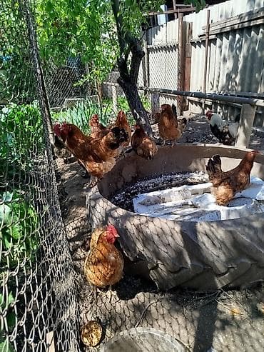 купить курей: Продаю | Куры | Домашняя | Для разведения — 3