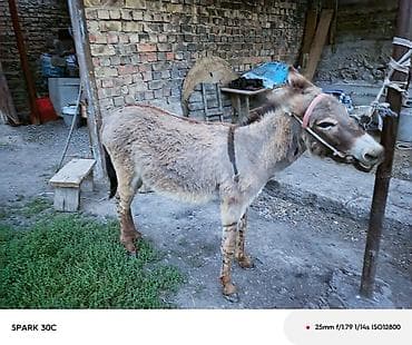 кукуруза в пачатках: Продаю | Жеребец | Рабочий | Осеменитель — 3