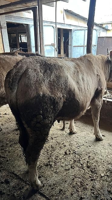 продаю корова: Продаю | Корова (самка) — 3