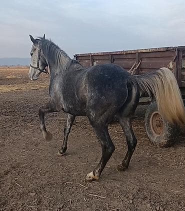 яйцо брамо: Продаю | Кобыла (самка) | Английская | Для разведения, Конный спорт | Племенные — 3