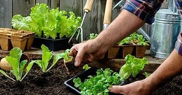 отель бишкеке: Посадка овощей, зелени и работы в огороде под ключ! 🌱🥕🍅 Ищете, кто — 2