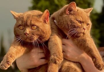 ящик для документов: ✨ БРИТАНСКИЕ КОТЯТА ЗОЛОТИСТОЙ ШИНШИЛЛЫ В ПОИСКАХ ДОМА! ✨ Наши малыши — 8