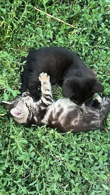 Котята - Породы/окрасы: один котёнок чёрный однотонный; второй – — 1