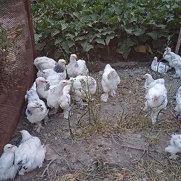 Продаю | Куры | Брама | Для разведения at lalafo.kg Продаю | Куры | Брама | Для разведения