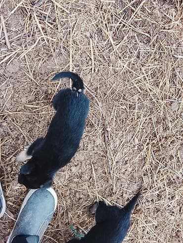 шпиц порода цена: Щенки - Тип: немецкие овчарки - Окрас: чёрный с подпалом (лапы и — 2