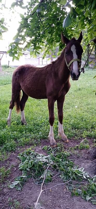 ат бишкек: Сатам | Тай | Жумушка — 6