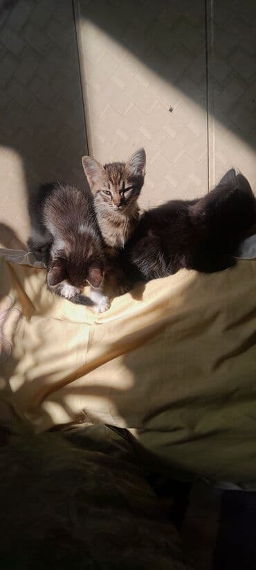 новорожденные котята: Кошка даром: Беспородная, 2 месяца, Мальчик — 3