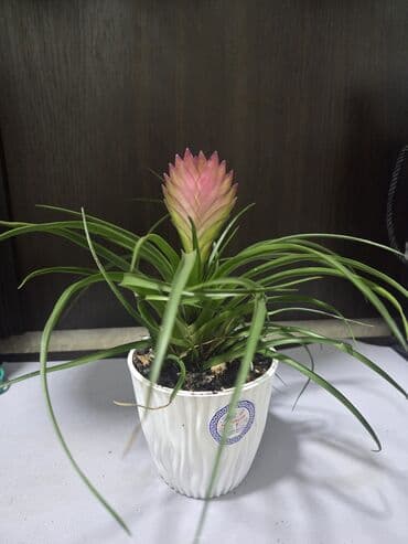 долларовый цветок: Антуриум (Anthurium andreanum) в декоративном горшке - Сорт с — 12