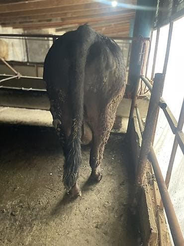 рыба семга: Продаю | Бык (самец) | На откорм | Привязанные — 1