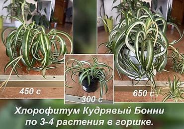 Хлорофитумы: Хлорофитум «Кудрявый Бонни» — компактные пышные розетки с закрученными — 2