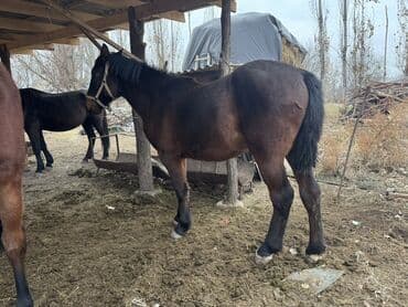 продам бу оборудование для птицефабрики: Продаю | Жеребенок | Рабочий | Племенные — 2