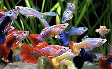 Отдаю бесплатно рыб 5 штук