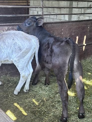 тор рыба: Продаю | Музоо, торпок | Голштин, Швицкая | На откорм, Для разведения | Искусственник — 5