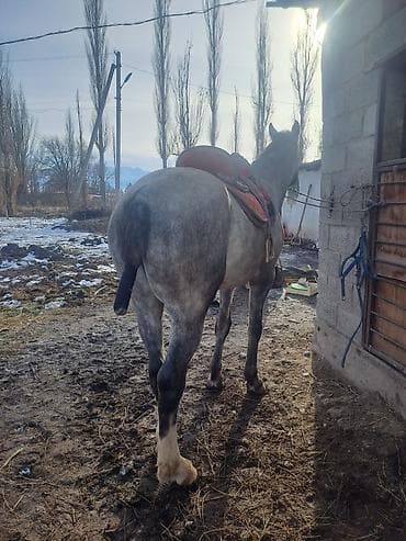 скупка лошадей: Продаю | Конь (самец) | Полукровка | Рабочий | Племенные — 3