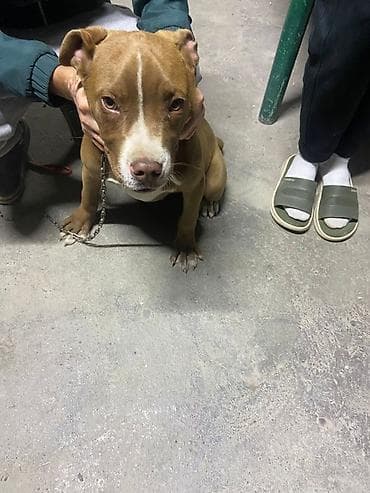 леопардовая кошка цена: Питбуль, 4 месяца, Самец — 4