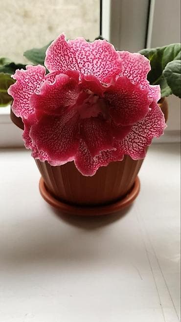 Дом и сад: Глоксиния (Sinningia speciosa) в горшке. - Крупные бархатистые — 2